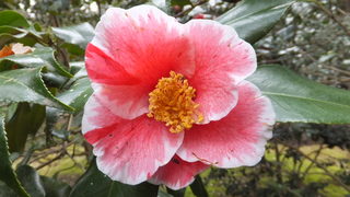 DSCF6279.JPG